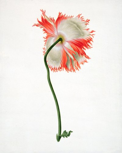 Field Poppy, Seen from Behind by Pieter Withoos